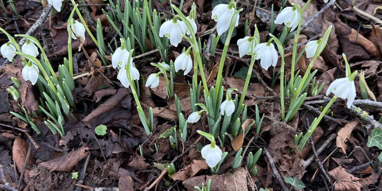 February 2026 Newsletter